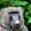 Baboon